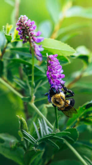 There's Nothing Like A Sweet Snack Of Purple Licorice!