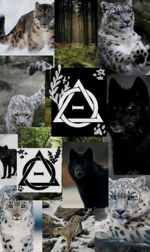 Therianthropy_ Collage_ Wild_ Animals_and_ Symbols Wallpaper