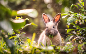 These Adorable Bunny Rabbits Will Make Your Heart Melt! Wallpaper