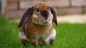 These Two Cute Bunny Rabbits Are The Sweetest Pals! Wallpaper