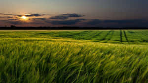 Thick Grass Overlooking The Dark Clouds Wallpaper