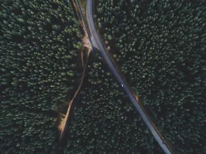 Thick Group Of Trees Wallpaper