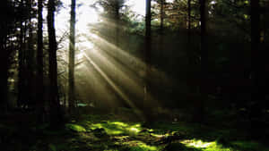 Thick Trunks Of The Trees In The Dark Forest Wallpaper