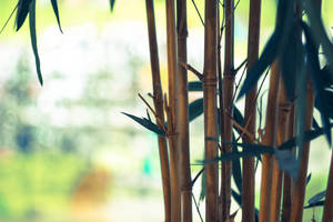 Thin Brown Bamboo Hd Wallpaper