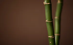 Thin Green Gold Bamboo 4k Wallpaper