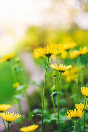 Thin-stemmed Yellow Daisy Iphone Wallpaper