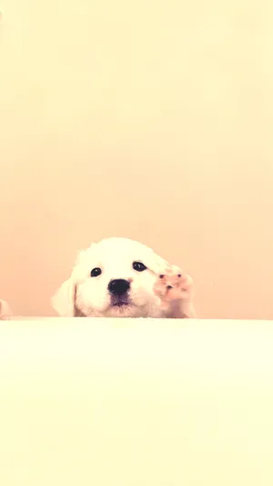 This Adorable Fluffy Puppy Is Sure To Steal Your Heart Wallpaper