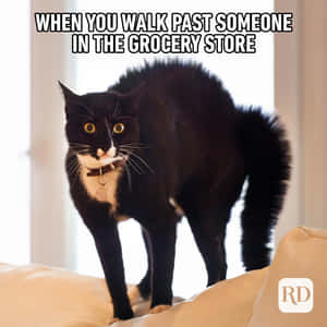 This Baby Raccoon Is Too Cute! Wallpaper