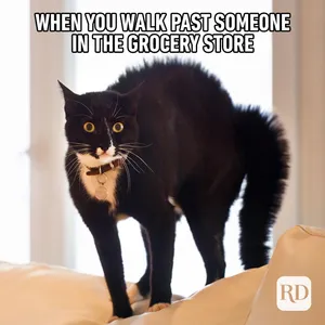 This Baby Raccoon Is Too Cute! Wallpaper