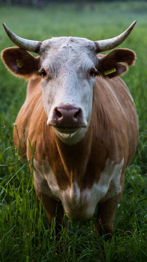 “this Beautiful Cow With Big Horns Is Ready To Graze.” Wallpaper