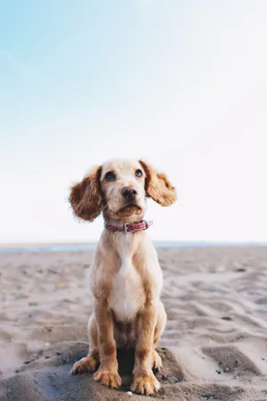 This Cocker Spaniel Loves Playing In The Sand. Wallpaper