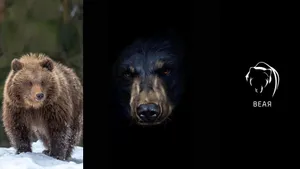 This Cute Brown Bear Is Looking For Adventure! Wallpaper