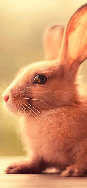 This Cute Bunny Is Ready To Rock Any Feature Phone Wallpaper