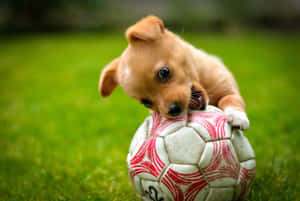 This Cute Group Of Soccer Players Are Ready For Victory! Wallpaper