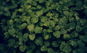 This Lovely Green Plant Looks Stunning, Adding A Perfect Aesthetic Touch To Your Room Wallpaper