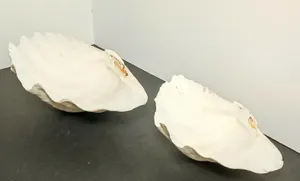 This Sun Rising Behind A Majestic Clam Wallpaper