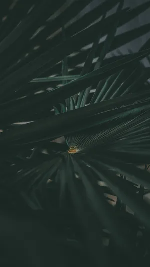 This Year, The Sleek And Stylish Olive Green Iphone Is The Must-have Accessory For Staying Connected With Friends And Loved Ones. Wallpaper