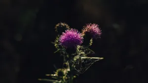 Thistle Flower In The Dark Wallpaper