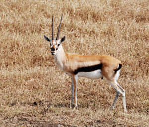 Thomsons Gazellein Savannah.jpg Wallpaper