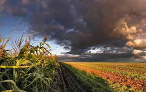 Thoughtful Woman Looking Through The Window Wallpaper