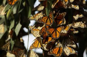 Thousands Of Butterflies In The Sky Wallpaper