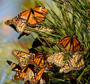 Thousands Of Butterflies Travel Through The Sky In A Never-ending Migration Wallpaper