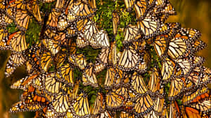 Thousands Of Monarch Butterflies Migrating In Three Clustered Waves Down The California Coast. Wallpaper