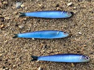 Three Anchovieson Sand Wallpaper