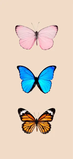 Three Butterflies Species Wallpaper