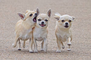 Three Chihuahua Friends Wallpaper