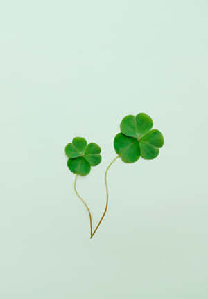 Three Clover Leaves On A Green Background Wallpaper