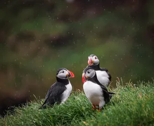 Three Cute Animals Puffin Birds Wallpaper