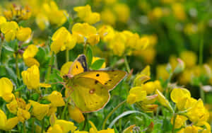 Three Cute Yellow Butterflies Flying Wallpaper