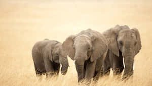 Three Elephants Walking Through The Grass Wallpaper