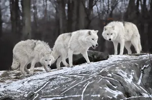 Three Fierce Wolf Desktop Wallpaper