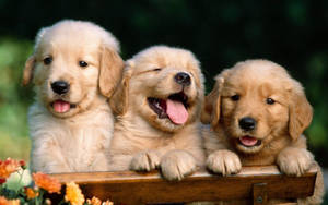 Three Golden Retriever Baby Dogs Wallpaper