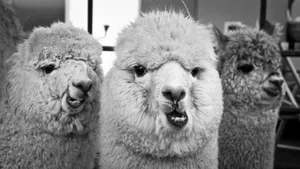 Three Gray Alpacas Wallpaper