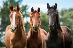 Three Horses Portrait Outdoors Wallpaper