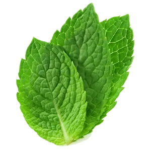 Three Mint Leaves Wallpaper