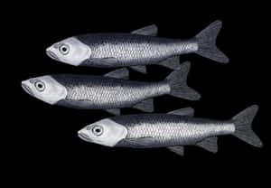 Three Pacific Herring Against Black Background Wallpaper