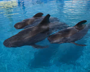 Three Pilot Whales Swimming Wallpaper