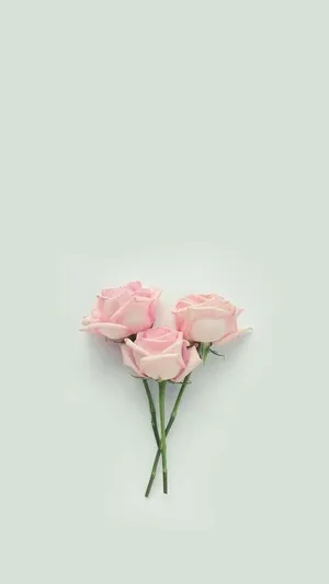 Three Pink Roses Flowers Aesthetic Wallpaper