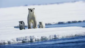 Three Polar Bears Stuck Wallpaper
