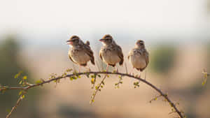 Three Sparrows On Branch Wallpaper