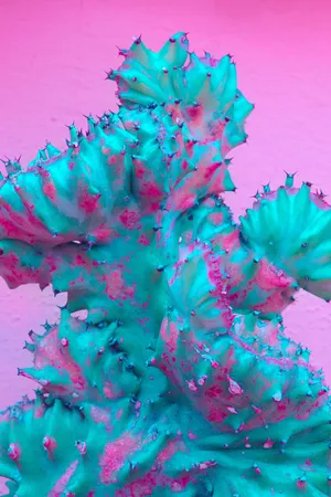 Three Sunflowers Over A White Background Wallpaper