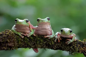 Three Tree Frogs Perchedon Branch Wallpaper