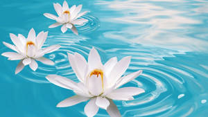 Three White Water Lilies Wallpaper