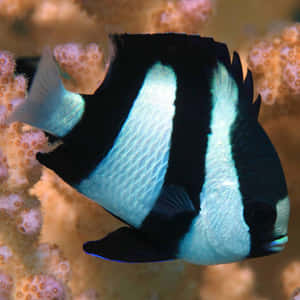 Threeband Anemonefish Coral Reef Wallpaper