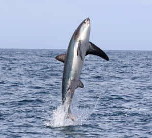 Thresher Shark Breaching Ocean Wallpaper