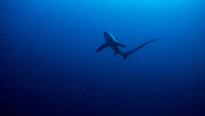 Thresher Shark Deep Blue Ocean Wallpaper